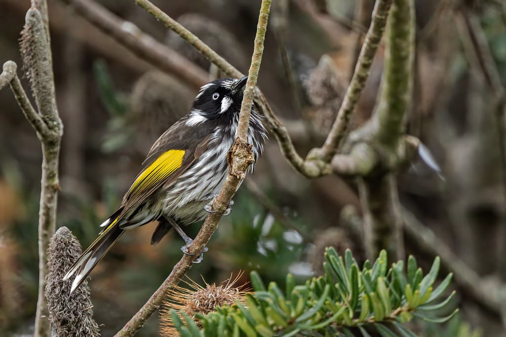 New Holland Honeyeater - Kingborough, Tasmania, Australia