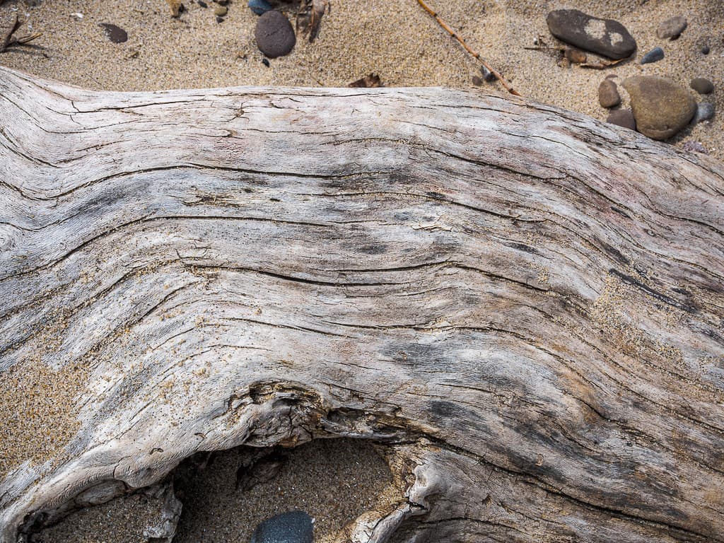 beach wood