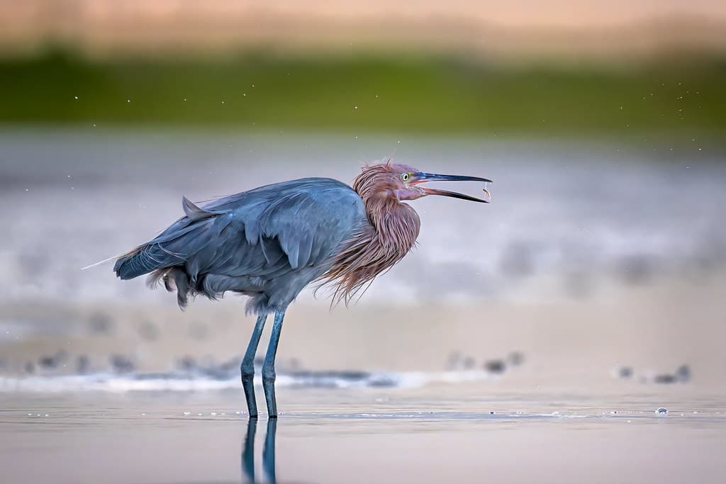 Reddish Egret juggling a fish on North Beach, Fort DeSoto Park, St. Petersburg, Florida