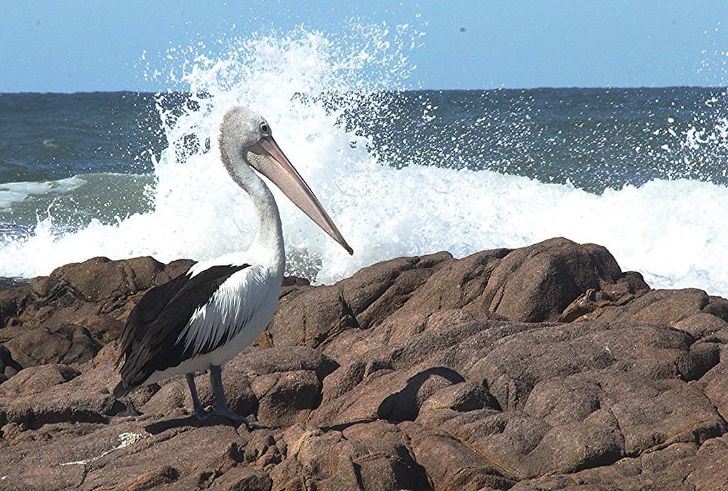 Pelican