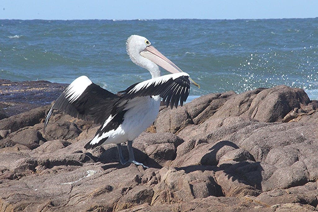 Pelican