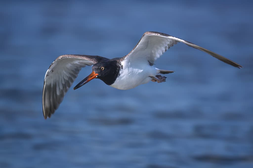 American Oystercatcher in flight over North Beach, Fort De Soto Park, St. Petersburg, Florida