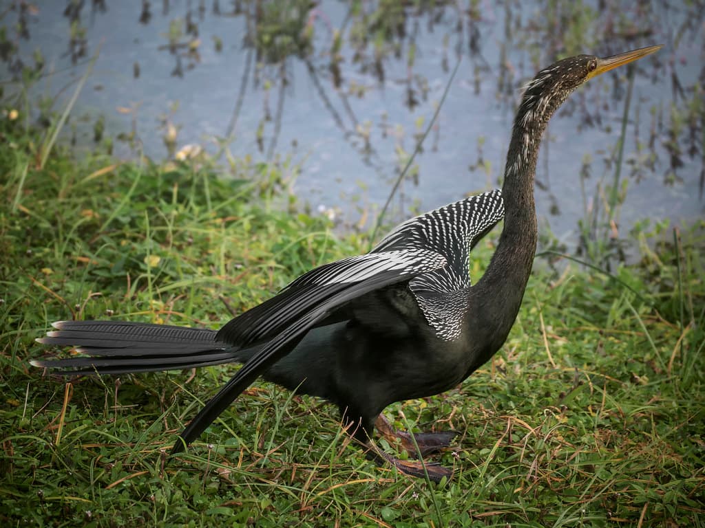 Water turkey on pond