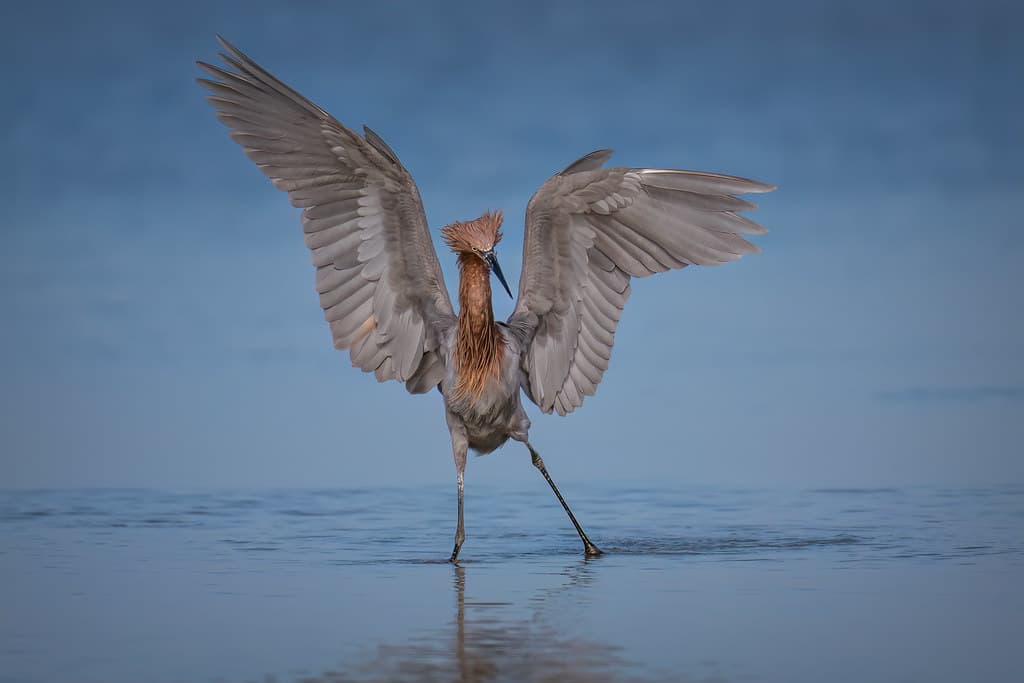 Reddish egret ballet performance while fishing on North Beach, Fort DeSoto Park, St. Petersburg, Florida