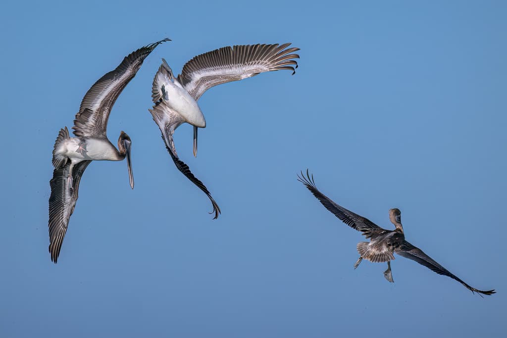 Three Brown Pelicans diving for fish off North Beach, Fort DeSoto Park, St. Petersburg, Florida