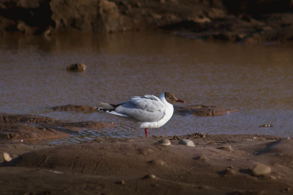 Gaviota cahuil