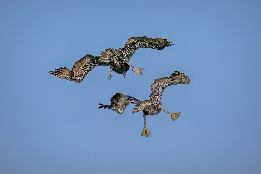 Whee! Two Brown Pelicans diving side by side for fish off North Beach, Fort DeSoto Park, St. Petersburg, Florida