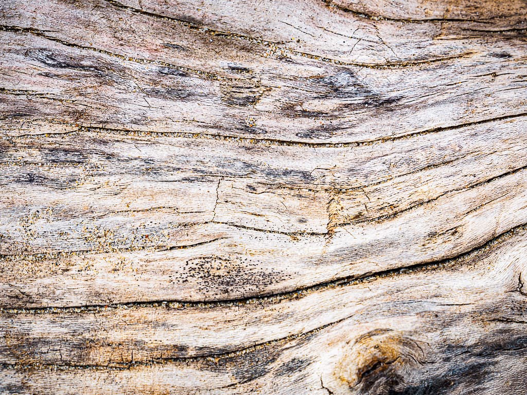 driftwood detail