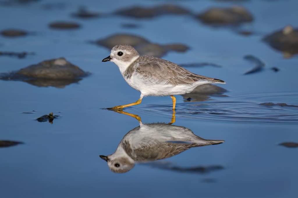 Juvenile Piping Plover on North Beach, Fort DeSoto Park, St. Petersburg, Florida