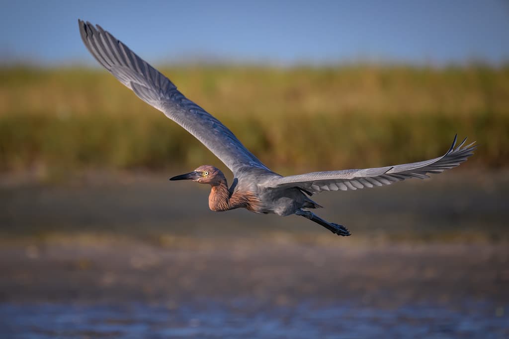 Reddish egret in flight above North Beach, Fort DeSoto Park, St. Petersburg, Florida