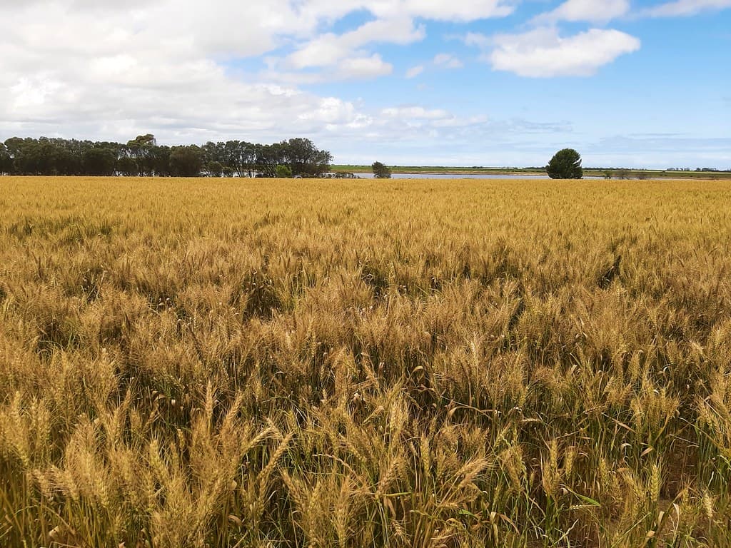 Yorketown. Yorke Peninsula.  Wheat crop and small lake beyond.