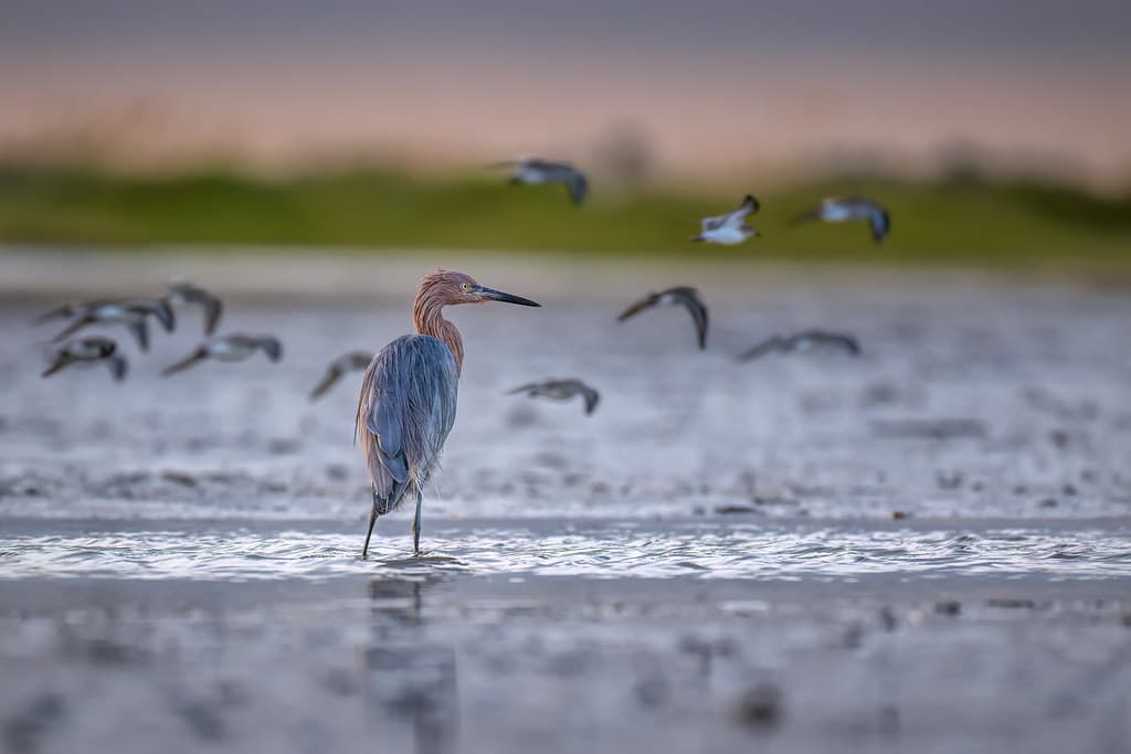 Reddish Egret fishing as a flock of Dunlins fly by on North Beach, Fort DeSoto Park, St. Petersburg, Florida