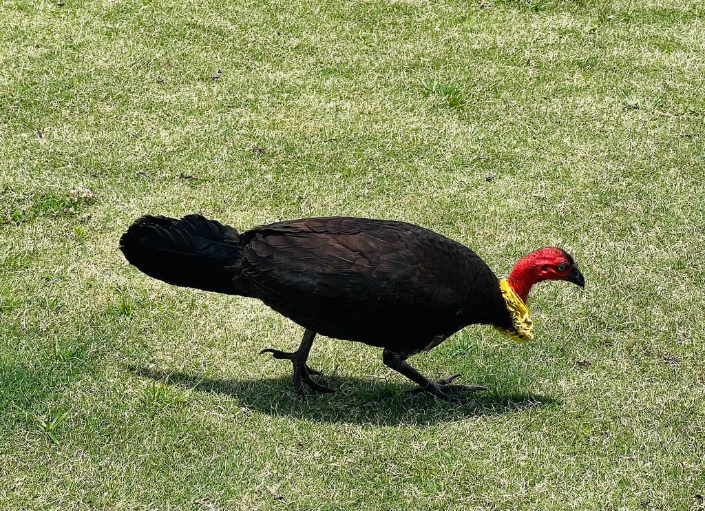 Bush turkey