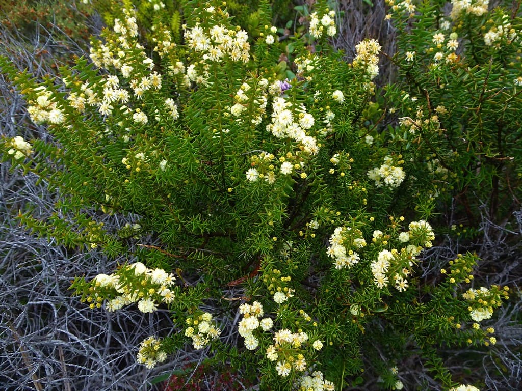 Innes National Park. Yorke Peninsula. Pretty yerllow Australian native flowering shrub.