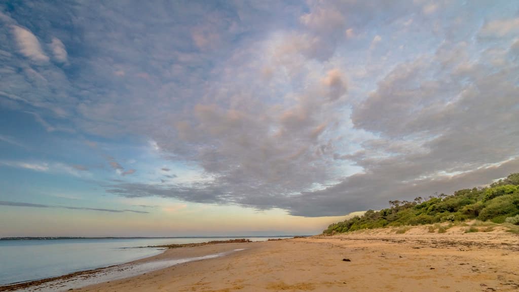 Dog Beach