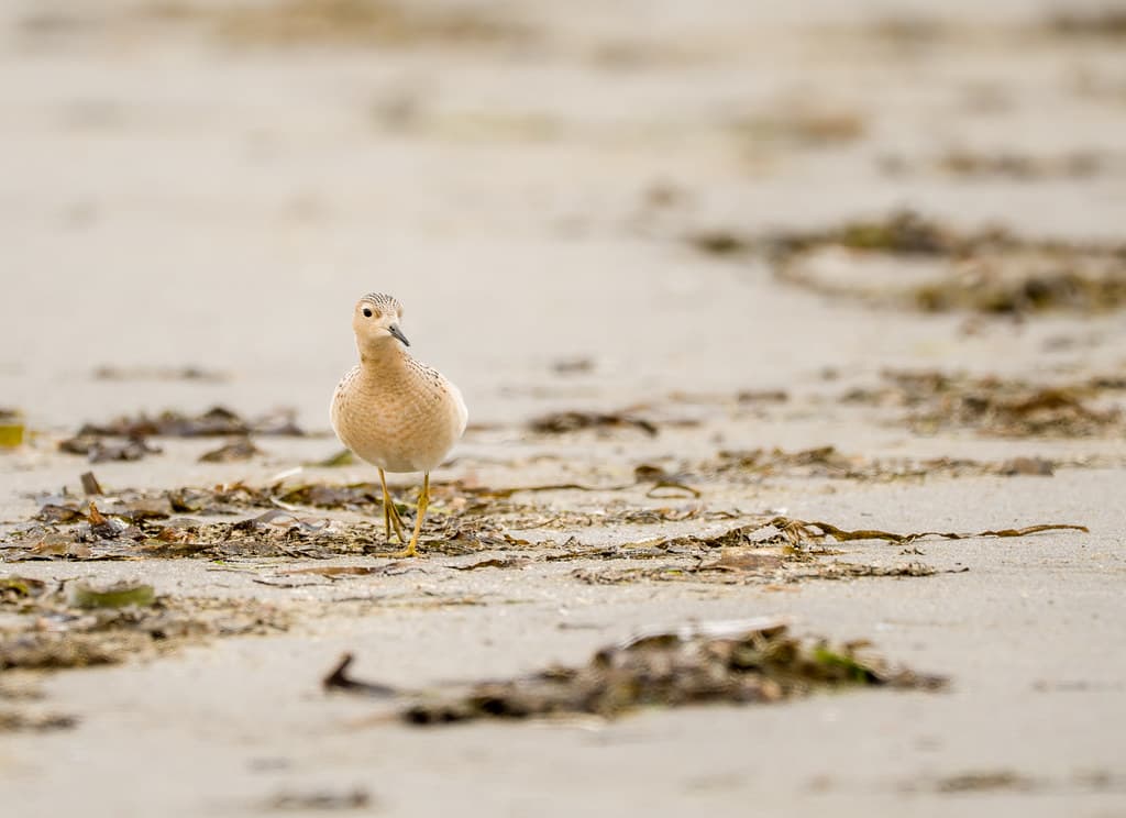 Buff-breasted sandpiper