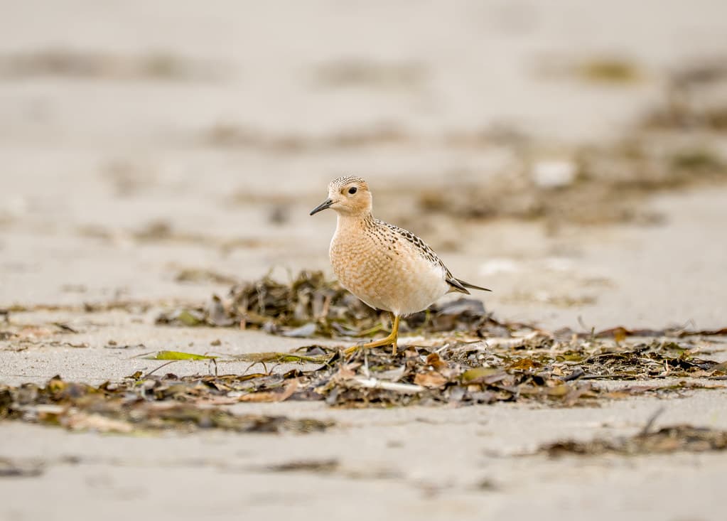 Buff-breasted sandpiper