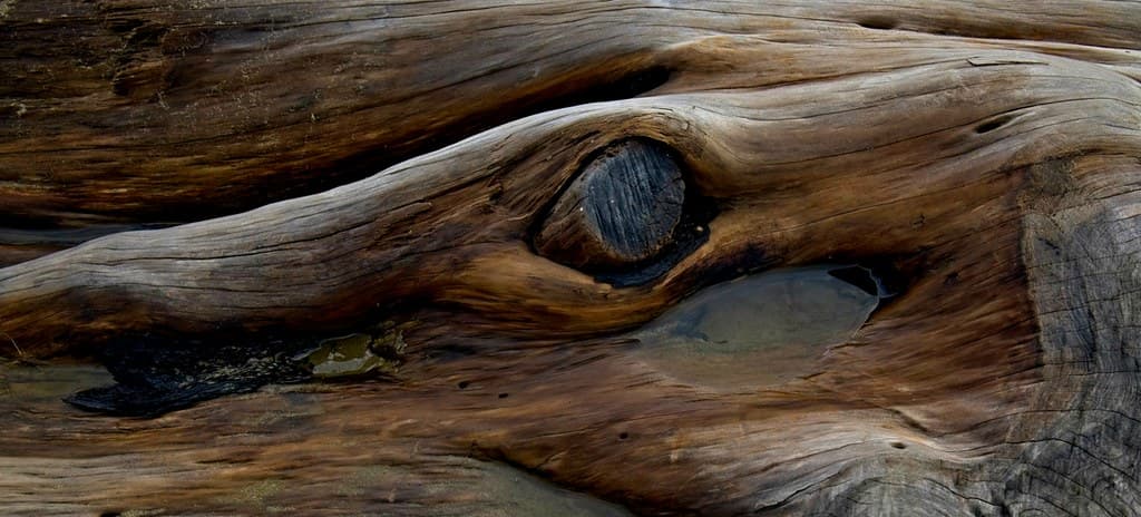 Driftwood dreams