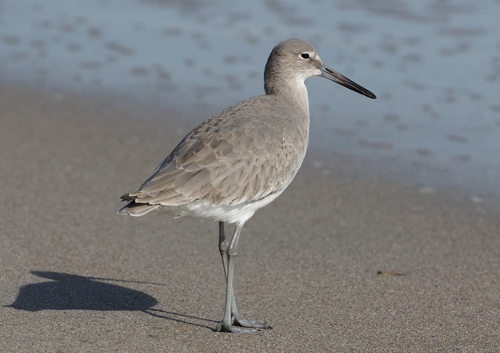 Edisto Beach State Park Beach