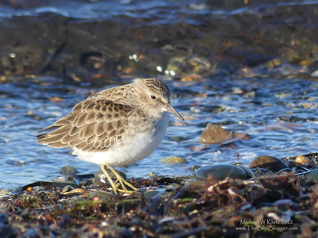 Least Sandpiper - Blackie Spit, BC