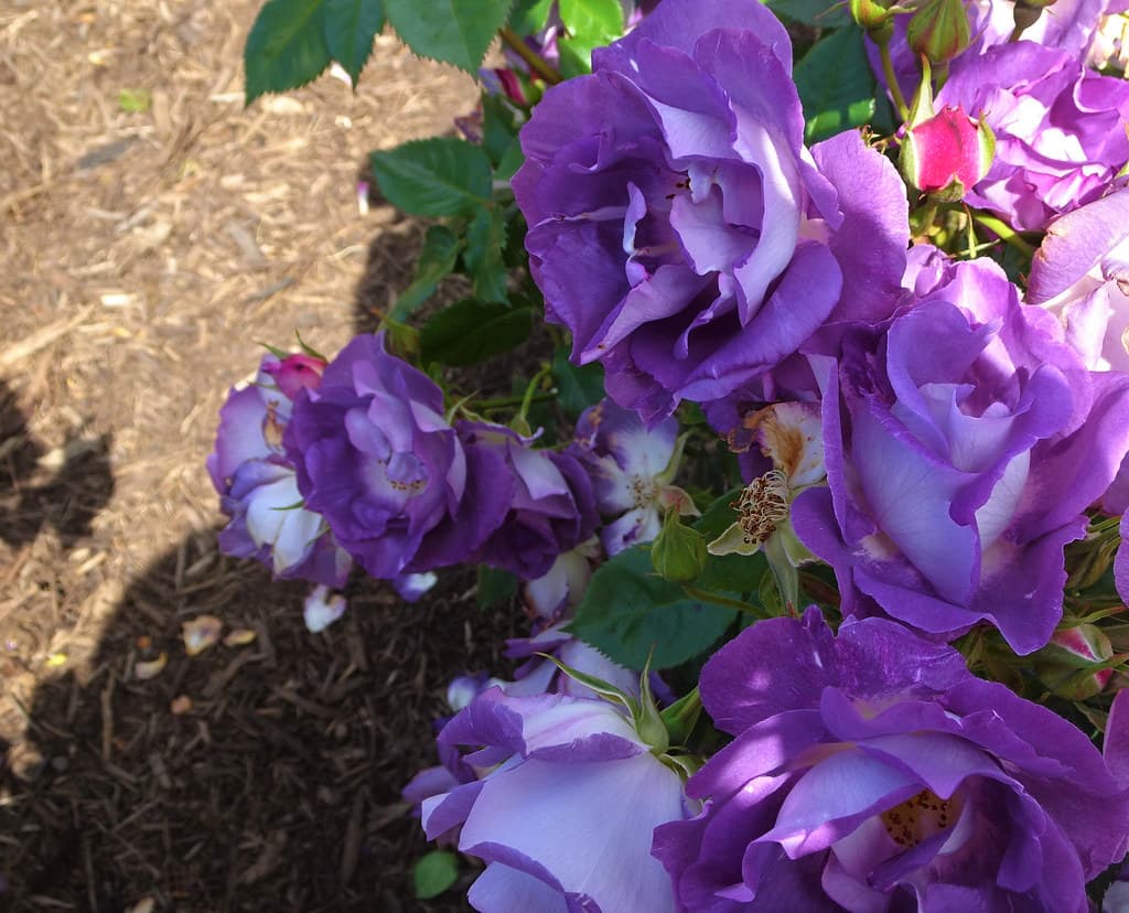 Werribe Park. A rare blue rose in the National Rose Gardens of Victoria.