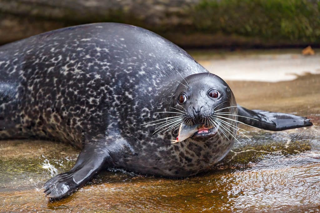 Funny seal catching fish