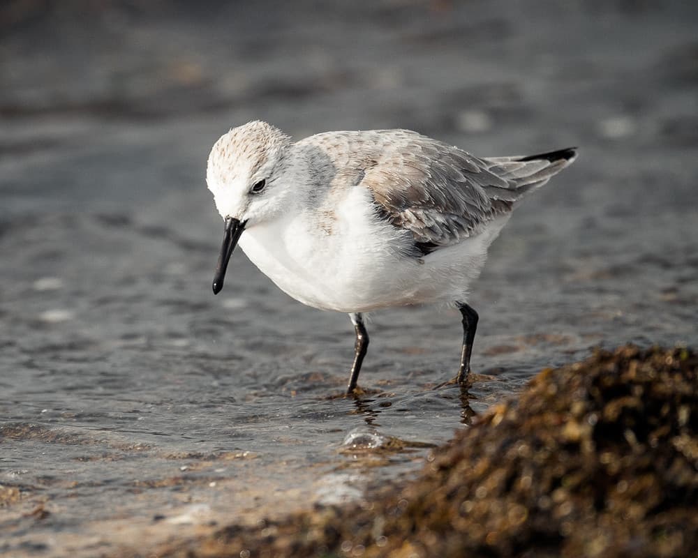 Foraging Sanderling