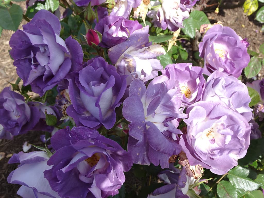 Werribe Park. A blue rose in the National Rose Gardens.