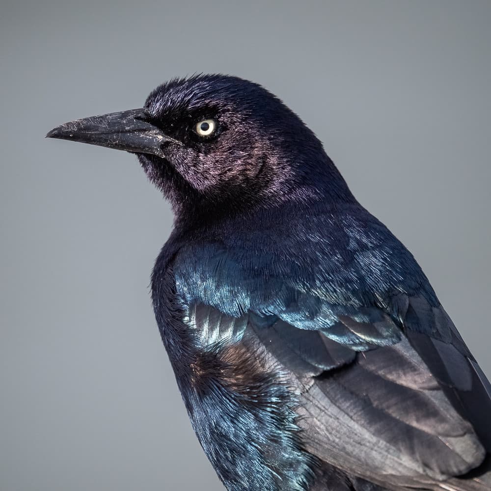 Coastal Bird Portrait: Boat-tailed Grackle