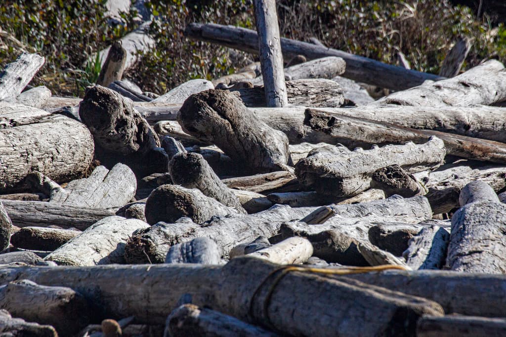 Weathered drift wood, Chesterman  Beach, Tofino, Vancouver Island, BC