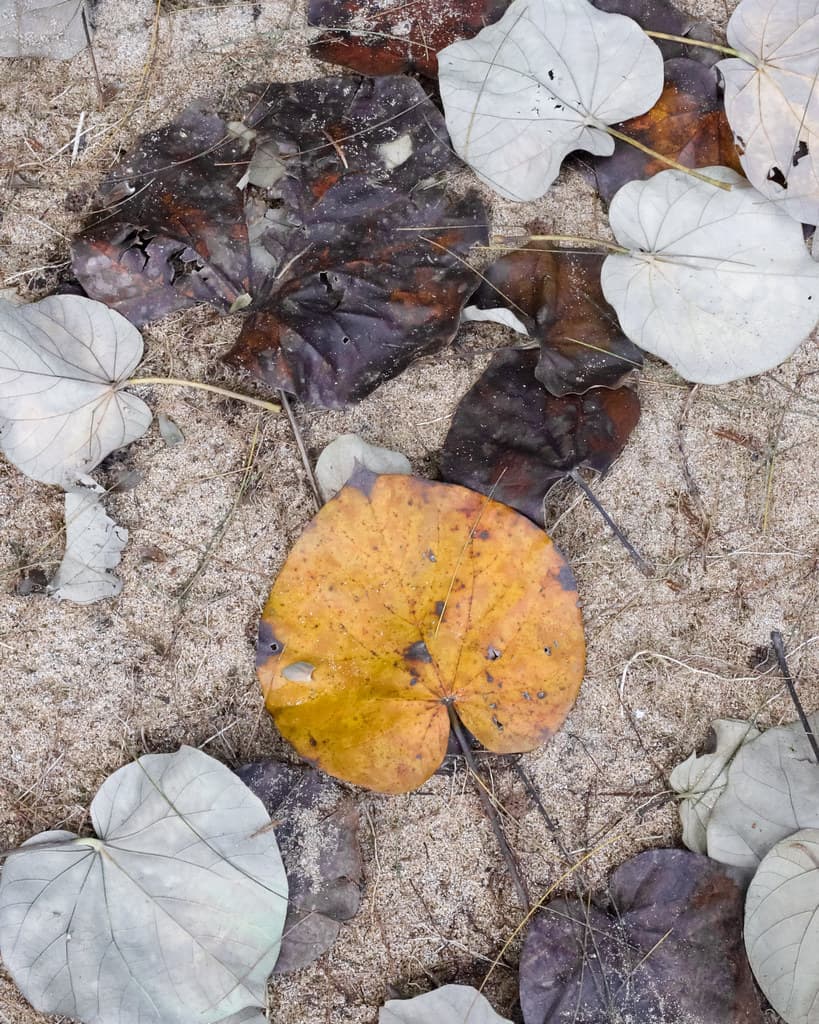 Leaves on Sand