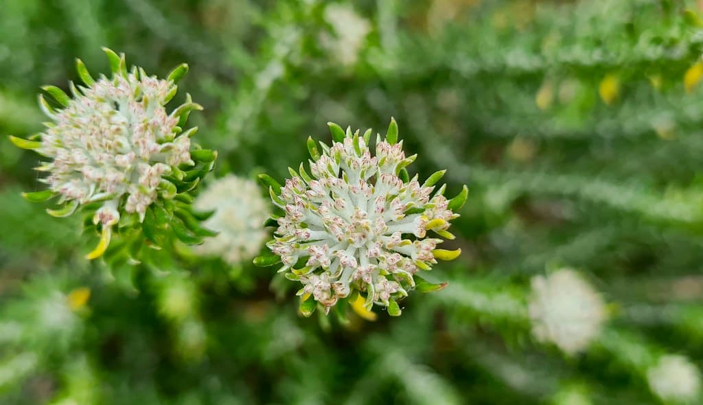 White Bristle Bush (Metalasia muricata) flowers ...
