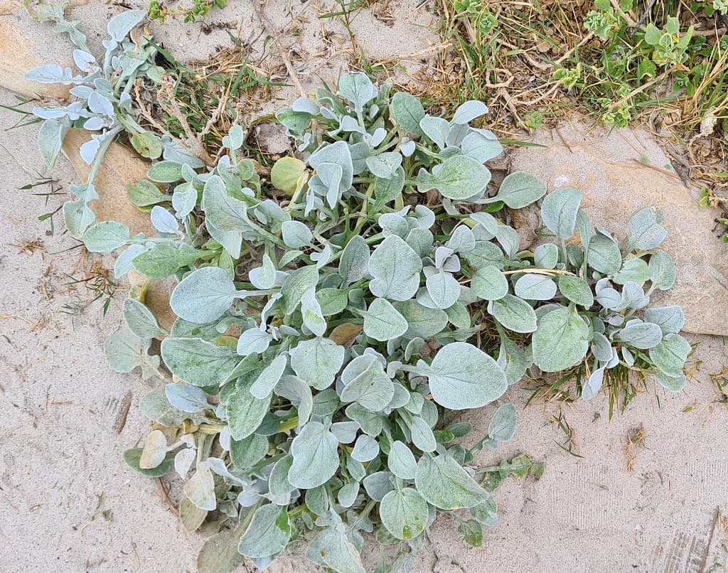 Cape Beach Daisy (Arctotheca populifolia)