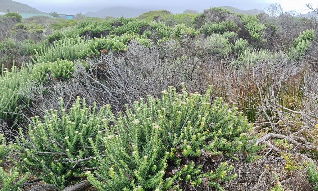 White Bristle Bush (Metalasia muricata) stand ...
