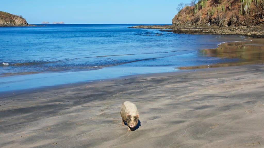 Playa Danta — photo by designwallah