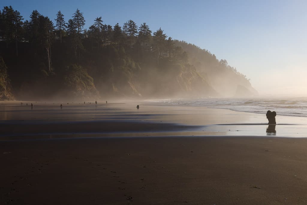 Neskowin Ghost Forest, Oregon