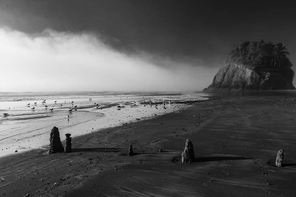 Neskowin Ghost Forest, Oregon