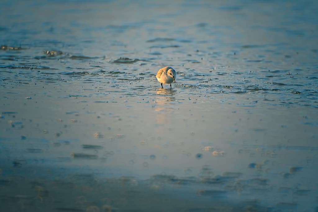 Oosterend Beach — photo by Musicaloris