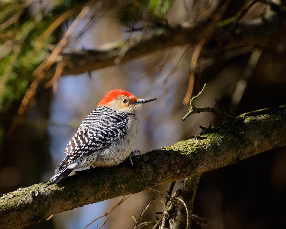 Red-bellied Woodpecker keeping an eye on me