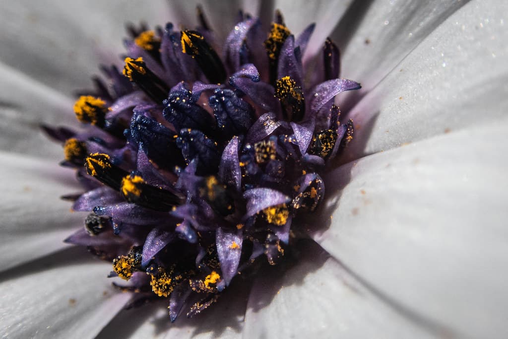 Flower macro, Opossum Bay, Tasmania