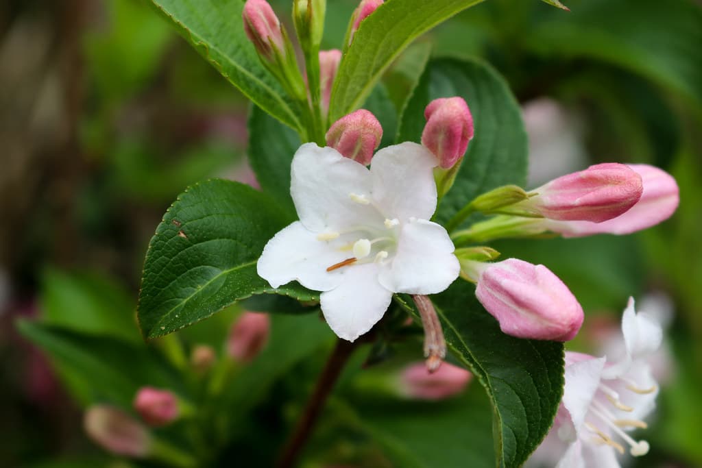 Primavera22_220064