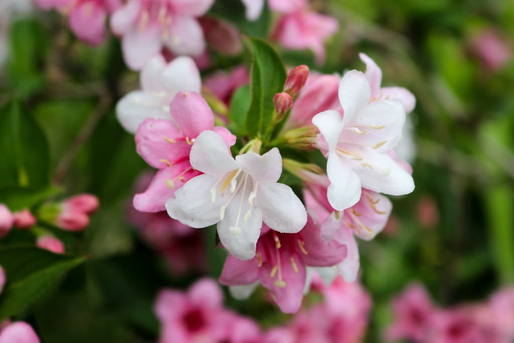 Primavera22_220067