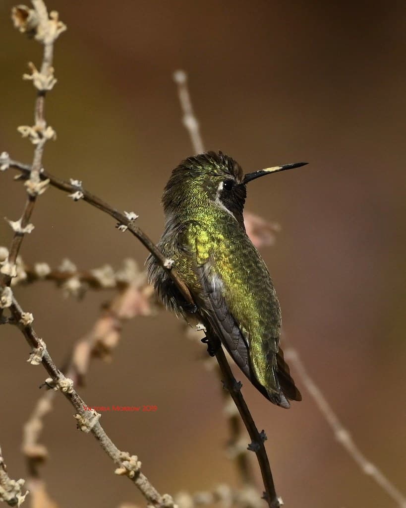 Anna’s hummingbird