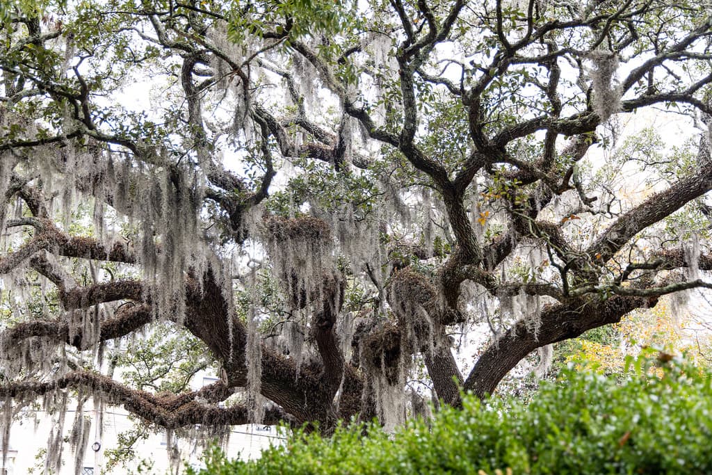 Southern Live Oak, Wilmington, North Carolina, United States