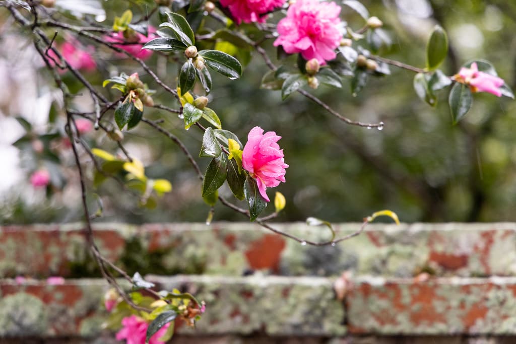 Flowers, Parker-Saunders House, Wilmington, North Carolina, United States