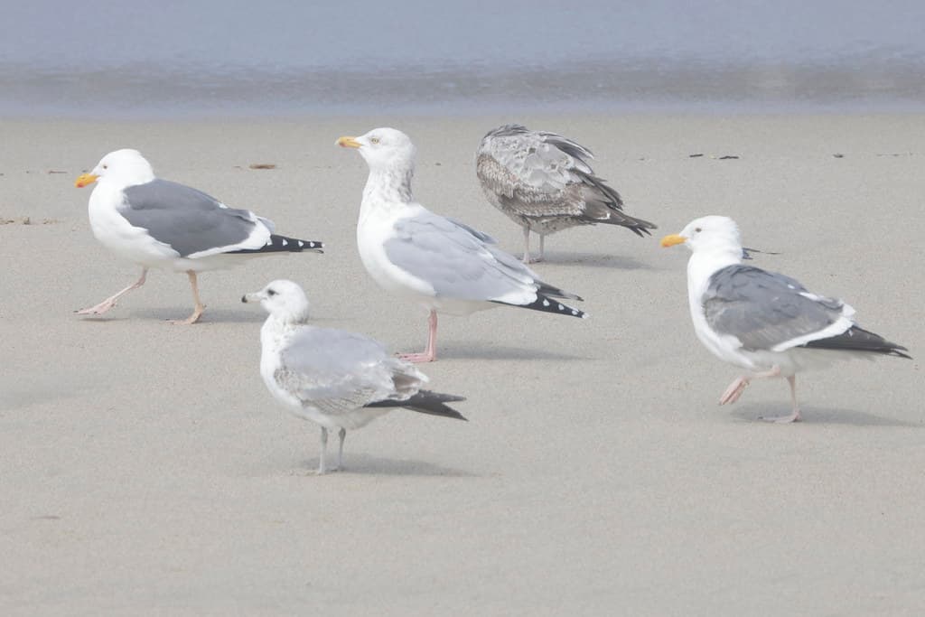 _L8A52752WEGU1CAGUThayersGull