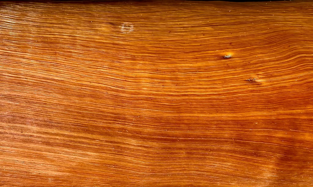 Blue gum trunk, Hearst Beach