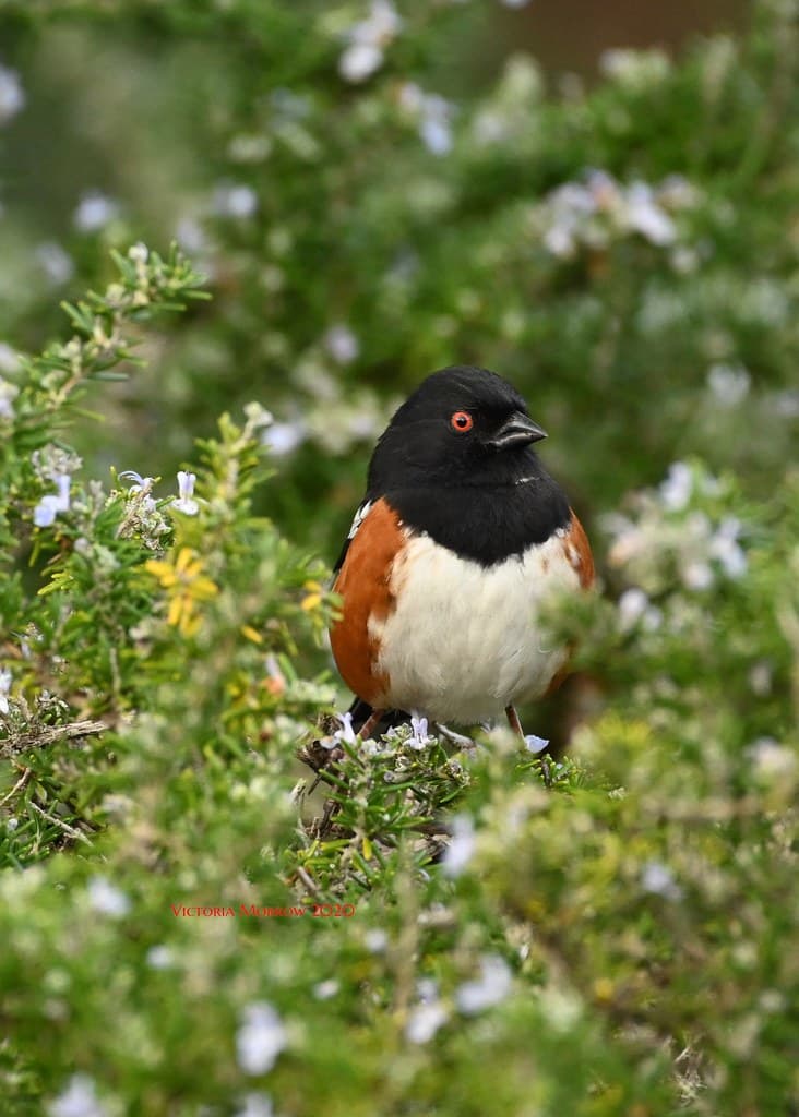 Male spotted towhee