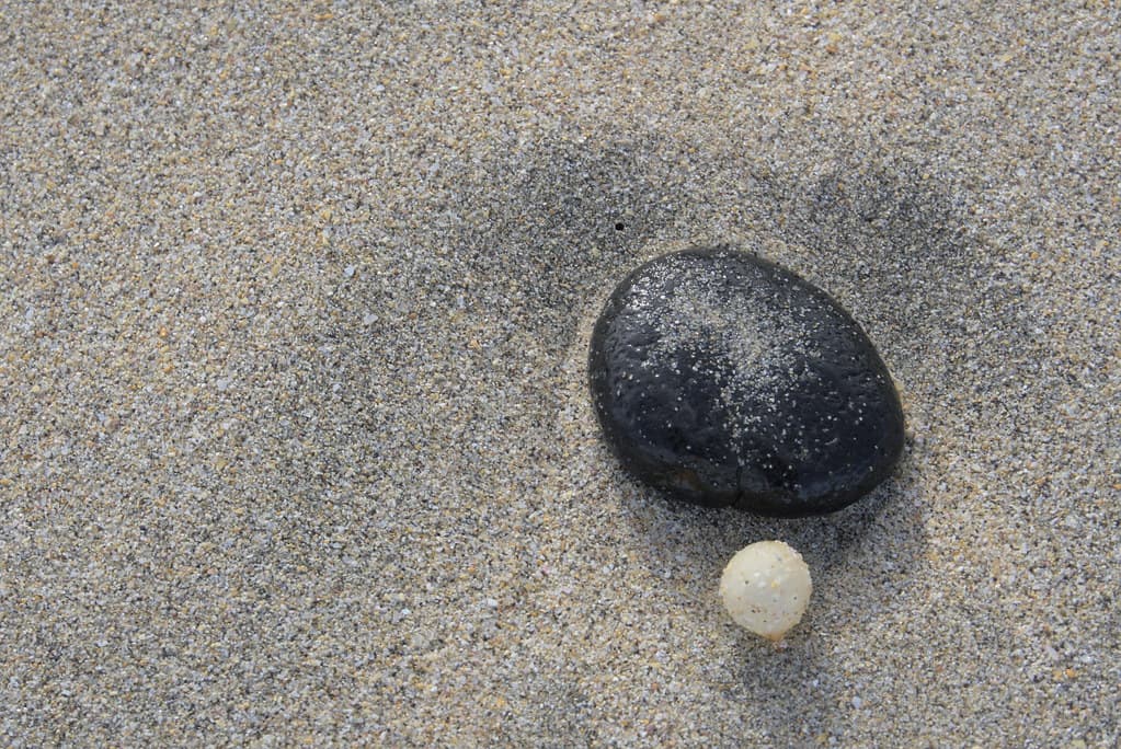 Beach finds