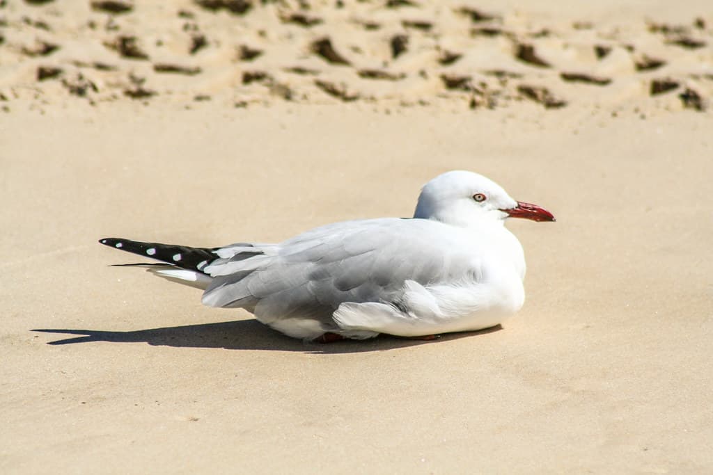 Sitting bird